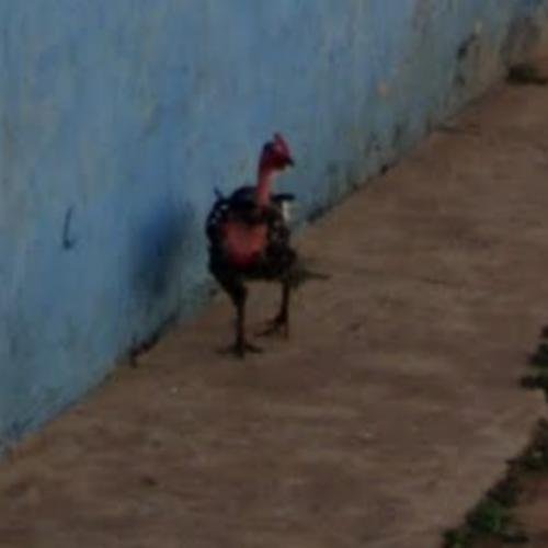 Imagine: Jocul Iubit de Români: Totul despre Chicken Road Casino